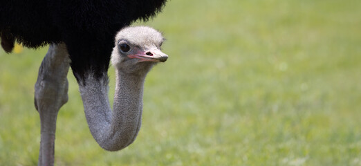 Ostrich Graceful Curiosity Captivating Close