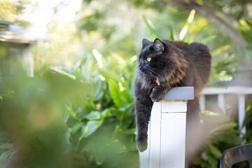Portrait of fluffy black cat relaxing on fence surrounded by lush green tropical garden