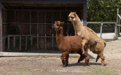 Lama or Alpaca Unveiling Nature's Drama.  Clash of Lust and Domination in Alpaca Farm.  Photography. © touchedbylight