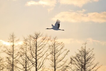 北海道にいるタンチョウ