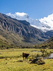 Fototapeta na wymiar Camino a la Laguna 69 en el Parque Nacional Huascarán, en la Cordillera Blanca, Huaraz, Ancash, Peru