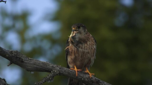 Merlin falcon delivers food to female