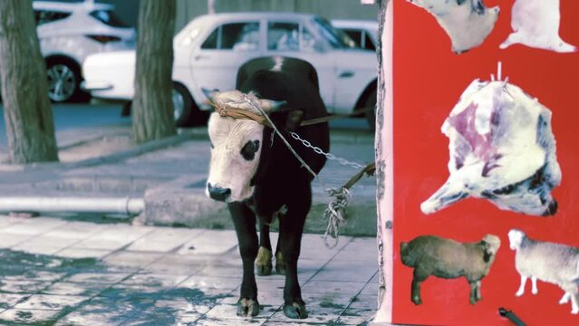 A beautiful black cow with a white face is chained up outside a butcher's shop. In the foreground is an advertisement for meat, footage illustrates the mistreatment of animals. Full hd 30f fps