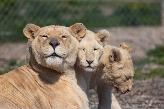 White Lions, A Bittersweet Bond.  Female White Lion and Her Cubs, Captive in a Roadside Zoo, Showcase Love Amidst Captivity.  Photography. 