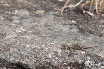 Photograph of small lizard on a rock.