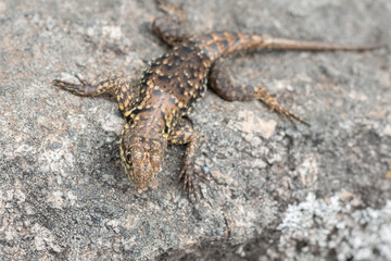 Photograph of small lizard on a rock.