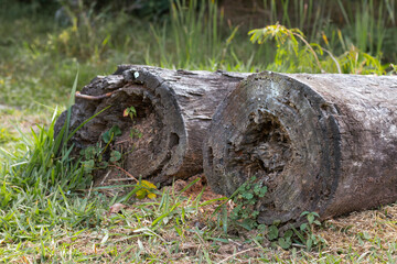 Photograph of two old wooden logs in the grass.
