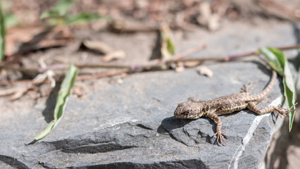 Photograph of small lizard sunbathing on a rock.
