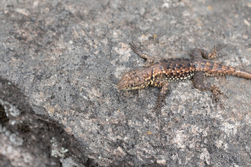 Obraz na płótnie Canvas Photograph of small lizard on a rock.