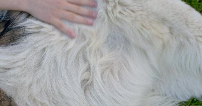 tactile sensation relaxation practice hair with the fingers. The smell of doggy. The teenager's hand touches the dog's fur. boy's fingers