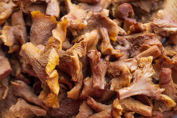 Edible chanterelle mushrooms. Background with mushrooms.Mushrooms photographed from above. 