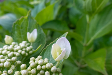 アジサイの美しくも不思議な構造　ガクの成長過程