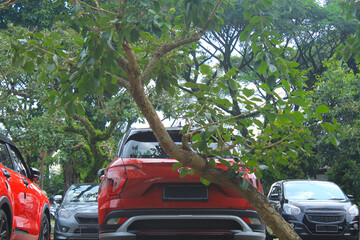 red suv cars park under green leaf trees in outdoor parking lot beside big building. crossover car...