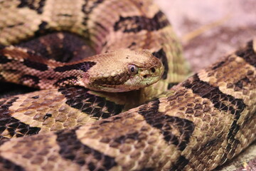 Obraz premium Snake in the grass.