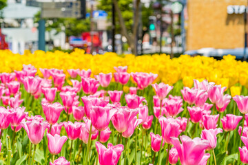 チューリップの花 横浜公園