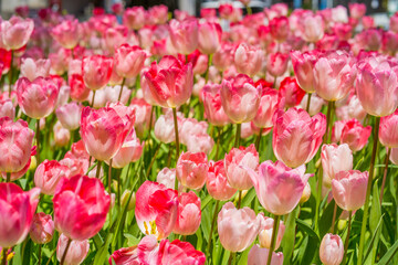 Fototapeta premium チューリップの花 横浜公園