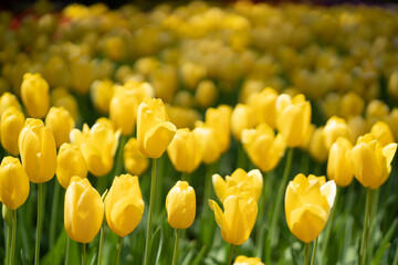 Obraz premium チューリップの花 横浜公園