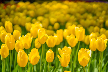 チューリップの花 横浜公園