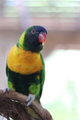 bird, parrot, animal, nature, wildlife, beak, colorful, red, feather, wild, macaw, green, blue, tropical, tree, feathers, animals, birds, lorikeet, yellow, color, rainbow, fauna