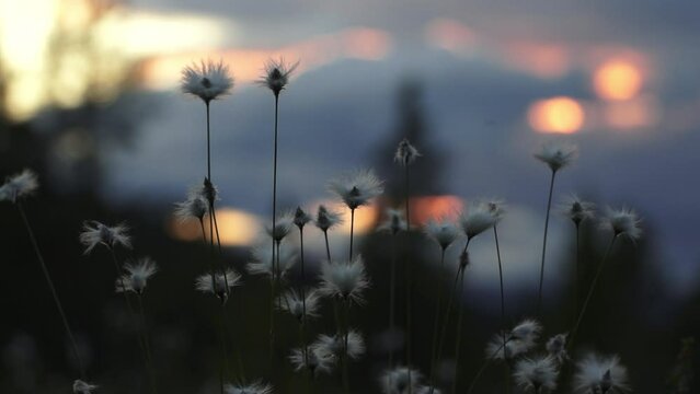 Eriophorum flowers in beaufiful light