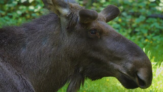 Close view of a moose, elk resting in the forest	