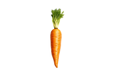 carrot