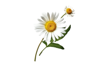 flower. transparent background