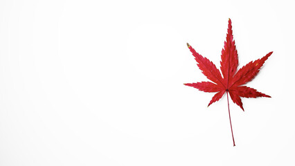 白背景にもみじの葉。（横長）