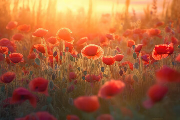 a red field of poppies with the sun rising behind it, generative AI