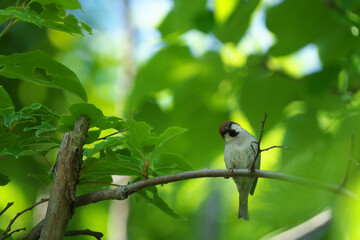 枝に止まった雀