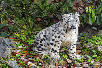 Fototapeta na wymiar Snow leopard cub 