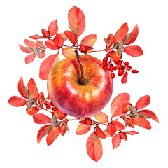 Autumn bouquet with apple and berry. Watercolor hand-drawn orange leaves and branch isolated on white background. Forest nature plant foliage. Clipart for halloween, wallpaper wrapping or sketchbook