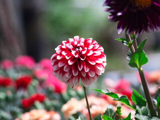 Closeup of Beautiful Dahlia flower