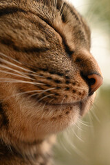Tabby cat is looking at something...