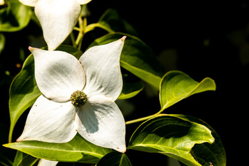 Obraz premium a white blossom