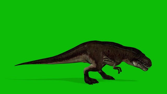 Angry T-Rex Runcycle Green Screen Close , Stock Video