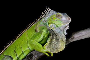 Green iguana on black background