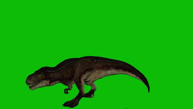 Tyrannosaurus T-Rex Run Green Screen 3D , Stock Video