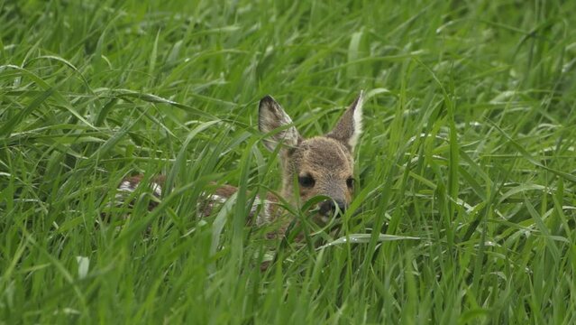 Roe deer fawn in tall grass