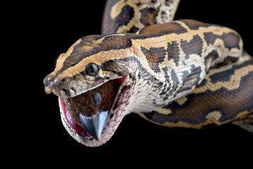 Burmese python eating a bird 
