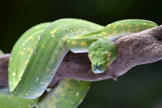 The green tree python (Morelia viridis) in black background