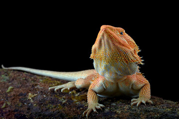 Big bearded dragon lizard on black background