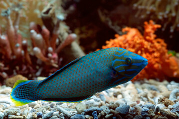 Neon blue parrot fish in a coral reef