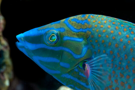 Neon blue parrot fish in a coral reef