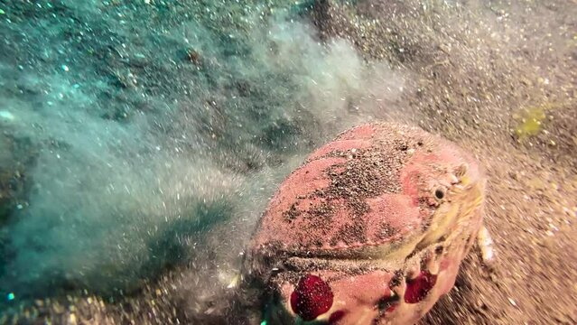 Large box crab emerges from dark sand on seabed. Runs sideways, digs in again, trailing a cloud of blown sand. Crab has reddish color with dark red dots, claws are folded in front of body.