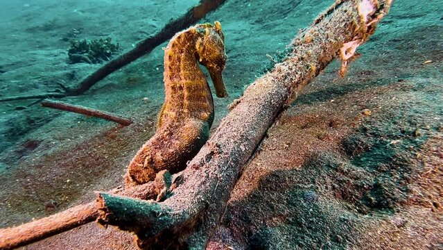 brown large seahorse clings to a piece of wood with its tail. Camera approaches the scene. Medium to close-up shot during daylight, sandy bottom.