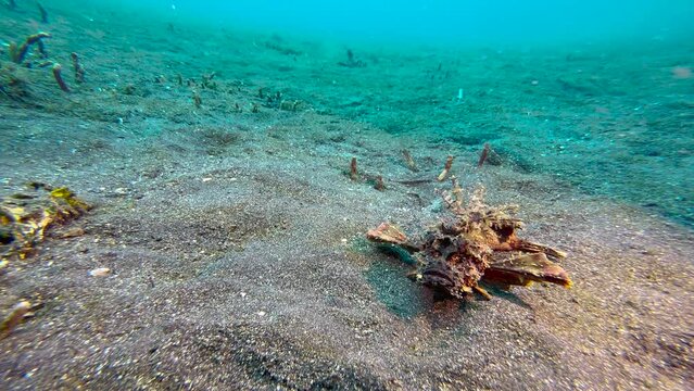 Spiny devilfish on sandy bottom covered with some seagrass.  Walks forward using claw-like fin endings. Bulbous eyes and upturned snout clearly visible. Front view long shot with blue in background