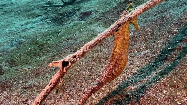 Underwater shot of brown large seahorse clinging to a piece of wood with its tail. Releases and moves to another section of the branch. Holds on again. Medium shot during day.