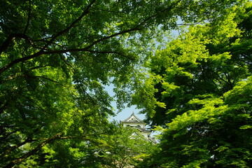 初夏の彦根城 （2022年4月）