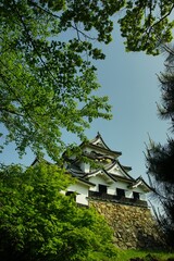 初夏の彦根城 （2022年4月）